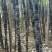 【热卖甘蔗】黄皮甘蔗广东清远产地直供全国市场视频拿货
