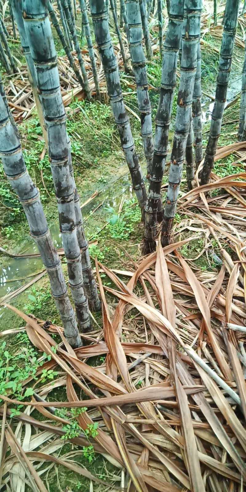 【热卖甘蔗】黄皮甘蔗广东清远产地直供全国市场视频拿货