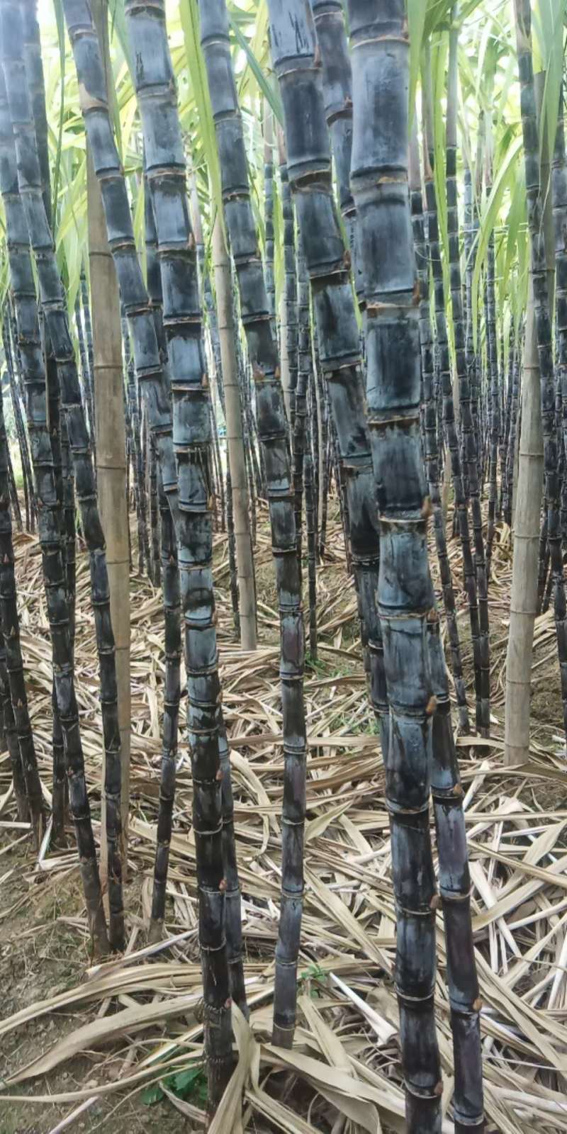 【热卖甘蔗】黄皮甘蔗广东清远产地直供全国市场视频拿货