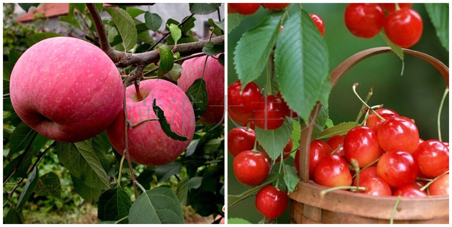 苹果肌填充前后对比图