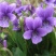 紫花地丁蓝紫色，花期长，长势低矮适应能力能，缀花草坪
