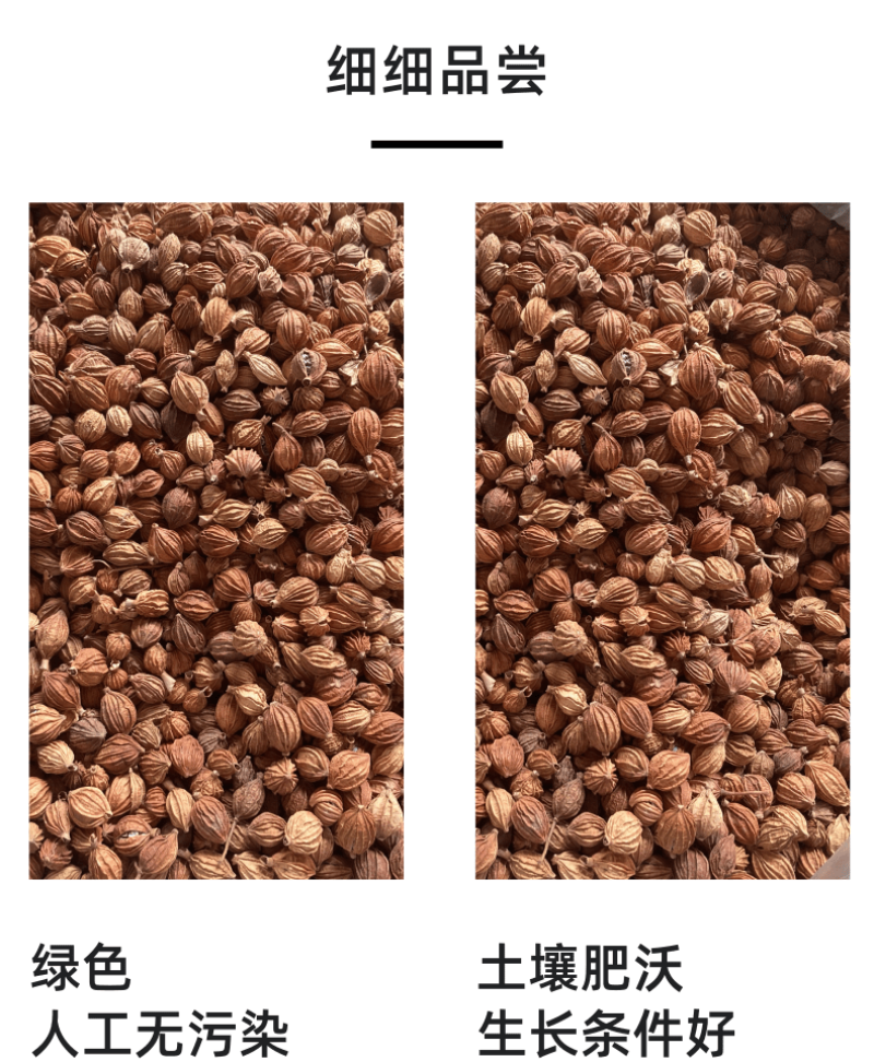 香砂仁川砂仁沙仁香砂卤肉香料调料包卤肉炖肉开口率高足干