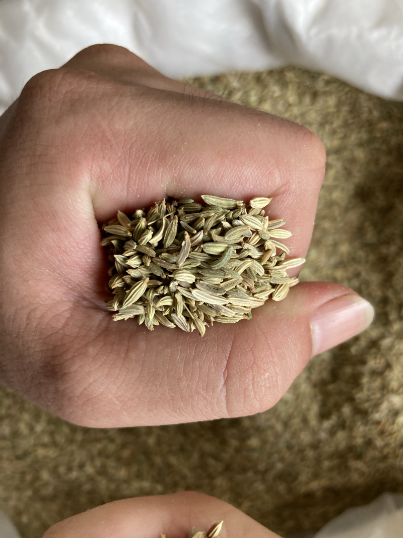 【特级】小茴香特绿粒调料小回香籽足干无硫可打粉炖肉卤料调
