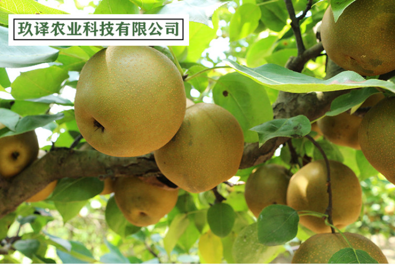 梨树嫁接苗砀山白酥梨树苗梨子树苗当年结果南北方种植梨树苗