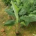 【精选水果苗】香蕉苗广西红香蕉苗品种多苗圃直发咨询价优