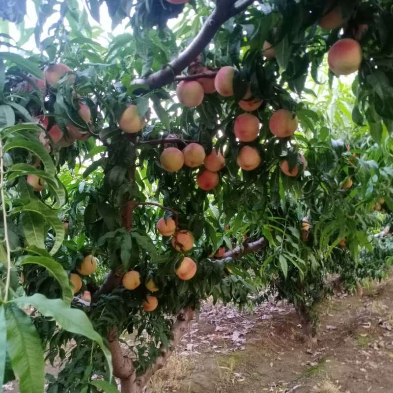 毛桃河北毛桃万亩毛桃基地新鲜脆桃爆甜品