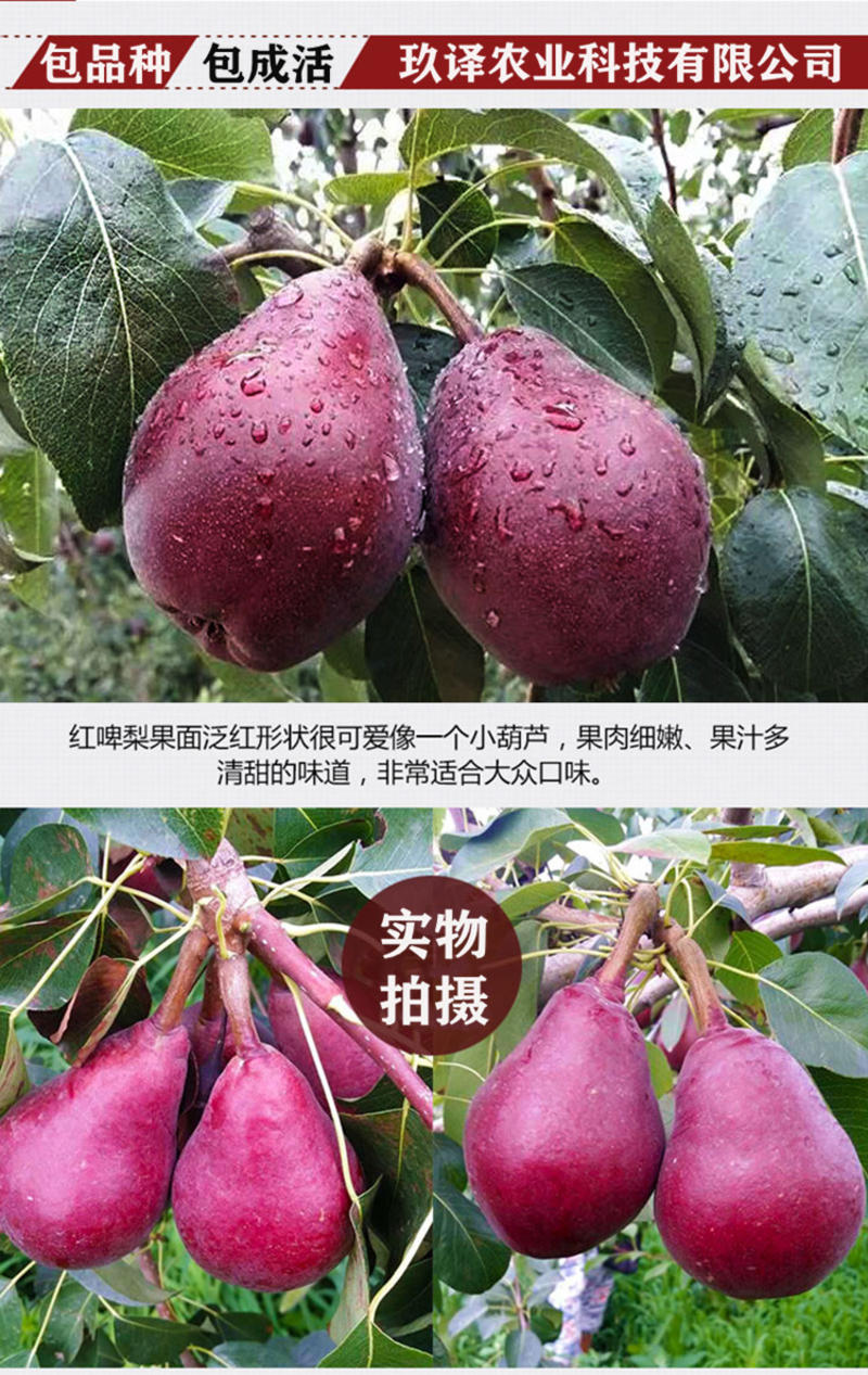 新品种红啤梨树苗当年结果西洋梨苗嫁接梨树苗地栽南北方种植