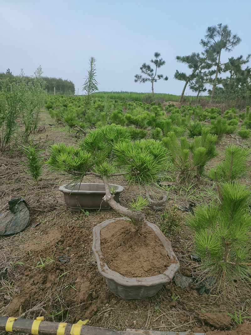 造型黑松盆景，临沂现货供应，量大价优质高