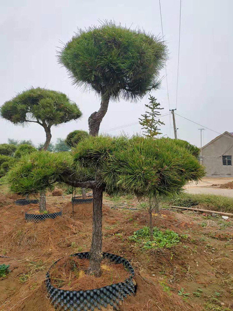 造型黑松盆景，临沂现货供应，量大价优质高