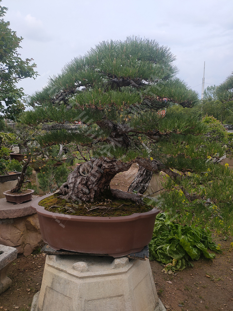 造型黑松盆景，临沂现货供应，量大价优质高