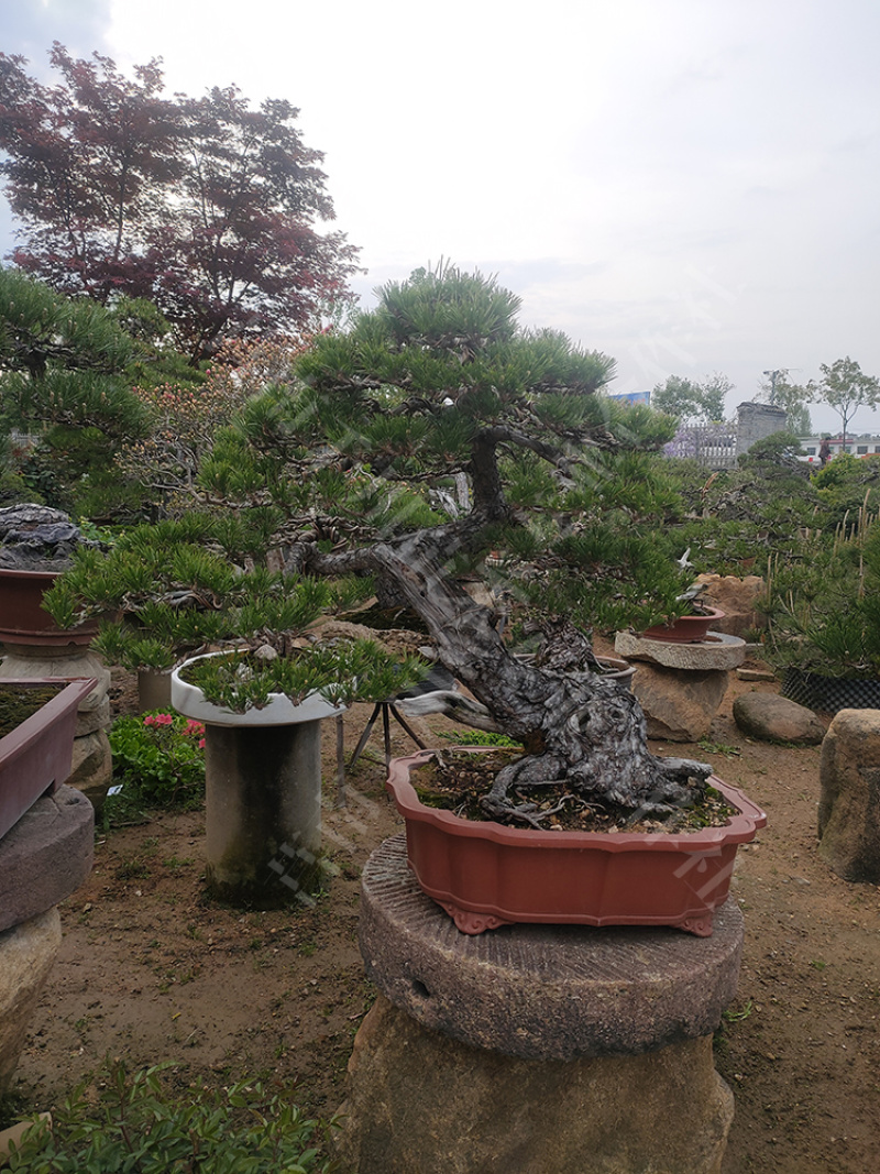 造型黑松盆景，临沂现货供应，量大价优质高