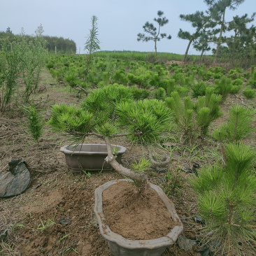 黑松盆景，造型丰富一手货源直供，数量多价格低质量好