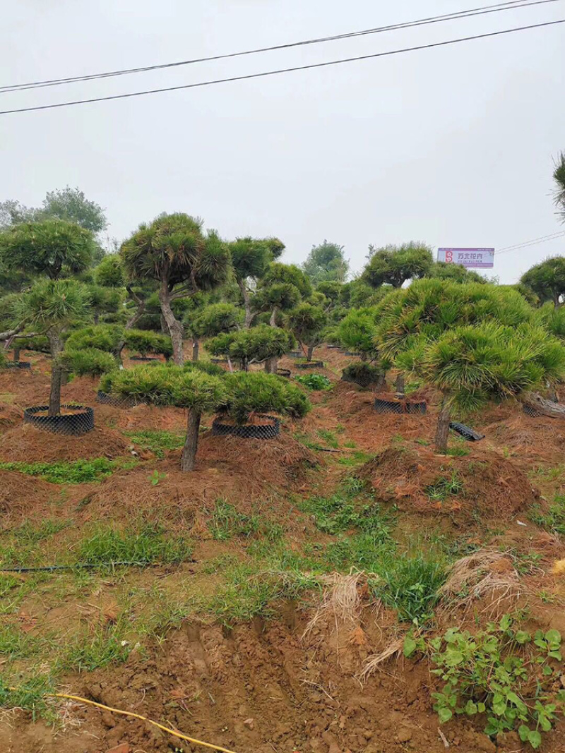 黑松盆景，造型丰富一手货源直供，数量多价格低质量好