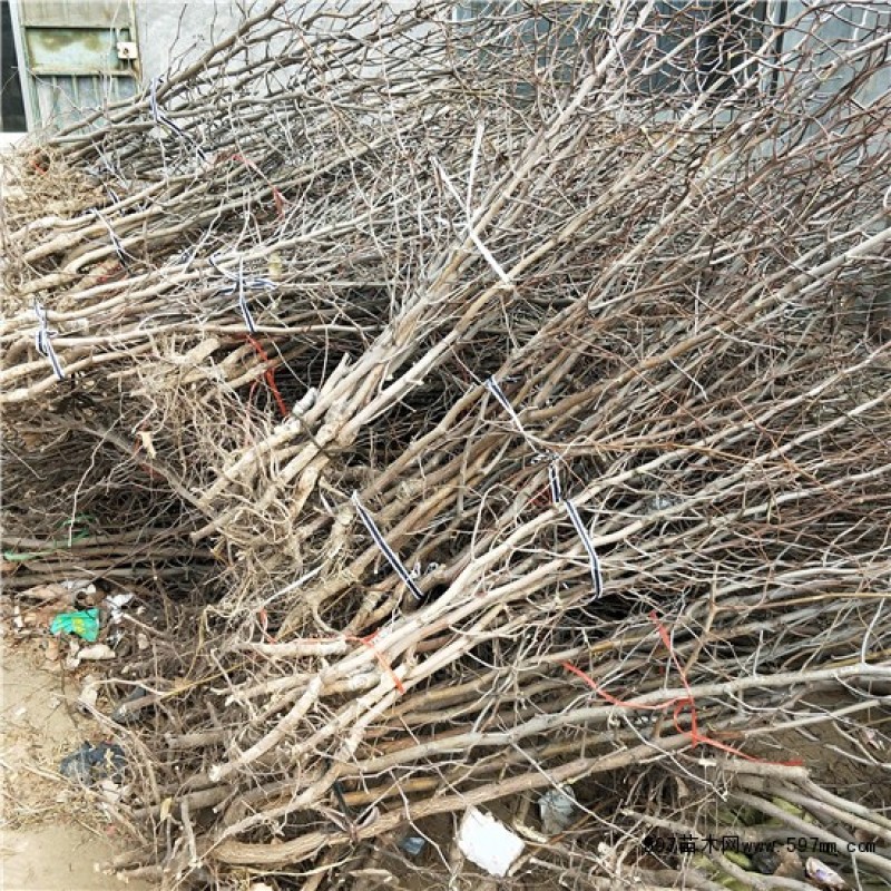 【新品种】蟠枣苗脆甜核小根系好下单现挖蟠枣