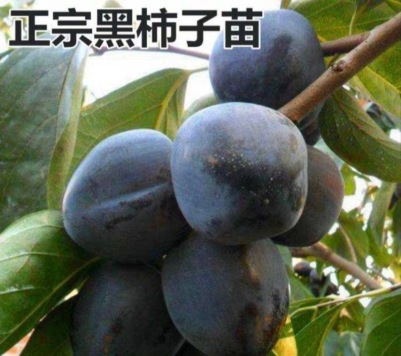 【新品种】黑柿子树苗脆甜柿子树苗自然脱涩下单现挖苗南北方