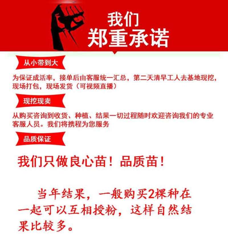 新品种黑钻苹果树苗正宗嫁接苗南北方种植包品种包成活