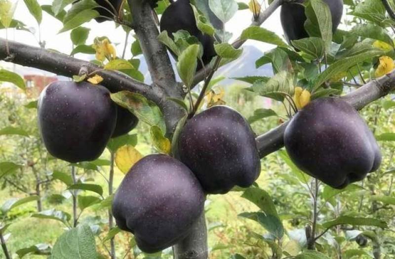 新品种黑钻苹果树苗正宗嫁接苗南北方种植包品种包成活