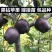 新品种黑钻苹果树苗正宗嫁接苗南北方种植包品种包成活