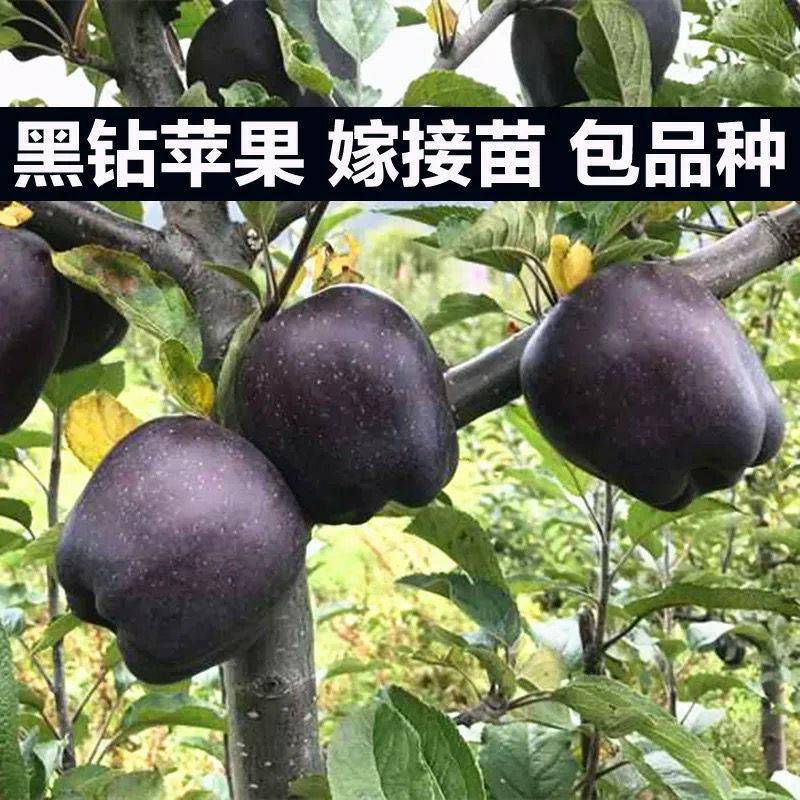 新品种黑钻苹果树苗正宗嫁接苗南北方种植包品种包成活