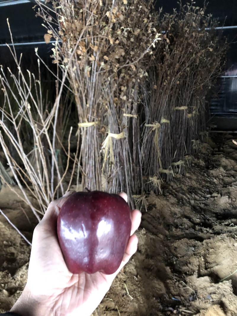 新品种黑钻苹果树苗正宗嫁接苗南北方种植包品种包成活
