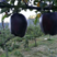 新品种黑钻苹果树苗正宗嫁接苗南北方种植包品种包成活