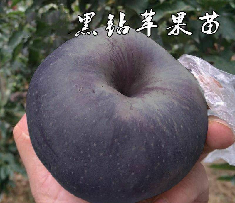 矮化黑钻苹果树苗主干型结果新品种南北方种植包成活包结果