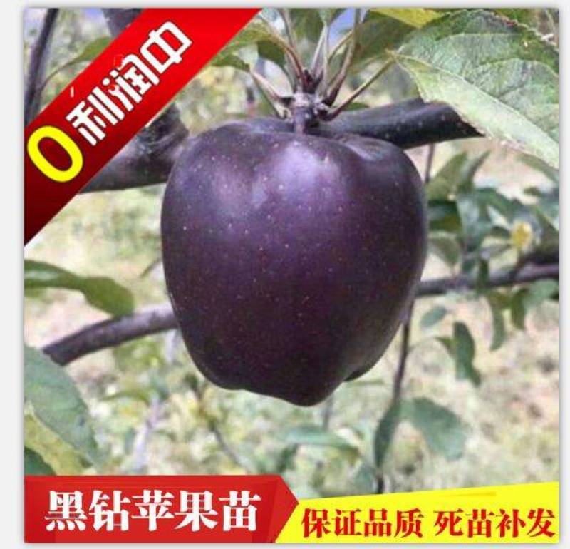 矮化黑钻苹果树苗主干型结果新品种南北方种植包成活包结果
