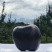 矮化黑钻苹果树苗主干型结果新品种南北方种植包成活包结果