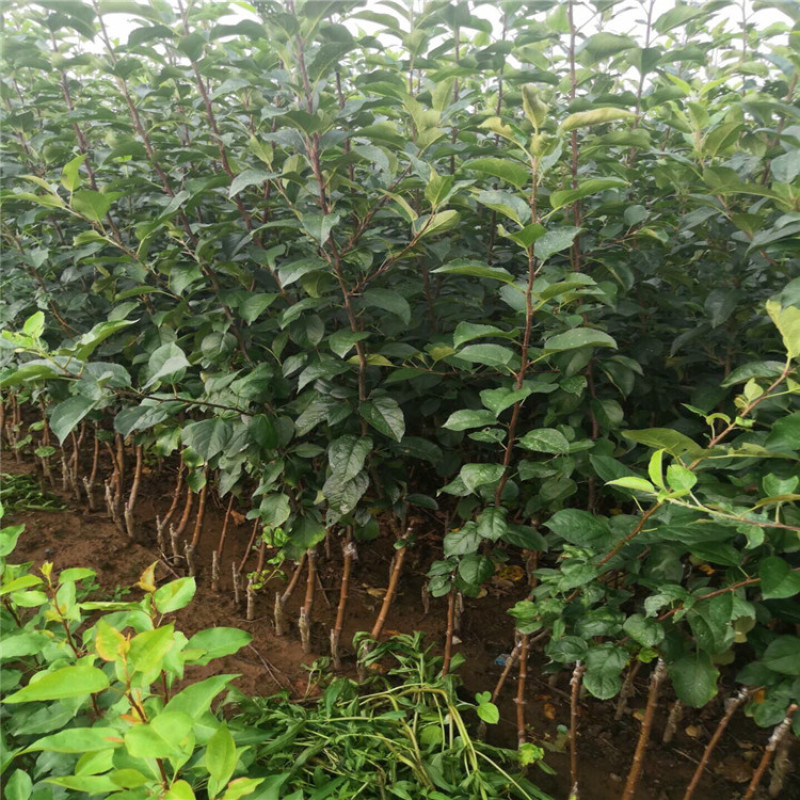 矮化黑钻苹果树苗主干型结果新品种南北方种植包成活包结果