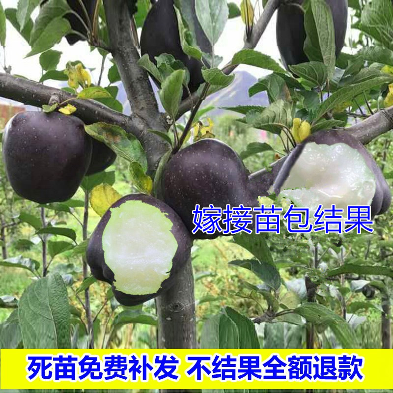 矮化黑钻苹果树苗主干型结果新品种南北方种植包成活包结果