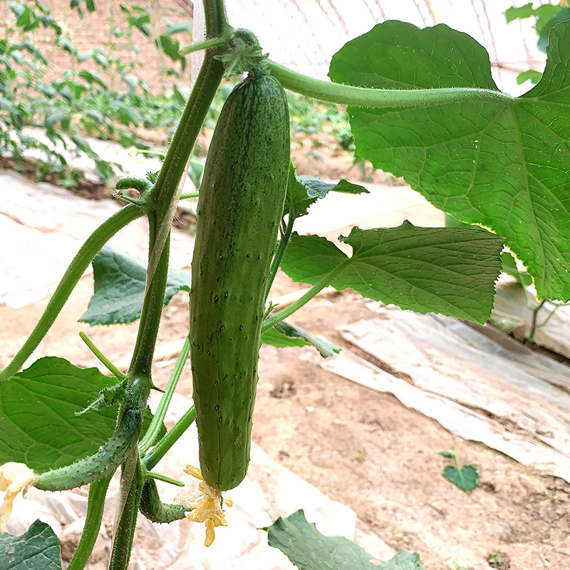 中科茂华黄瓜种子茂华八号旱黄瓜种子无苦味全雌系节节有瓜