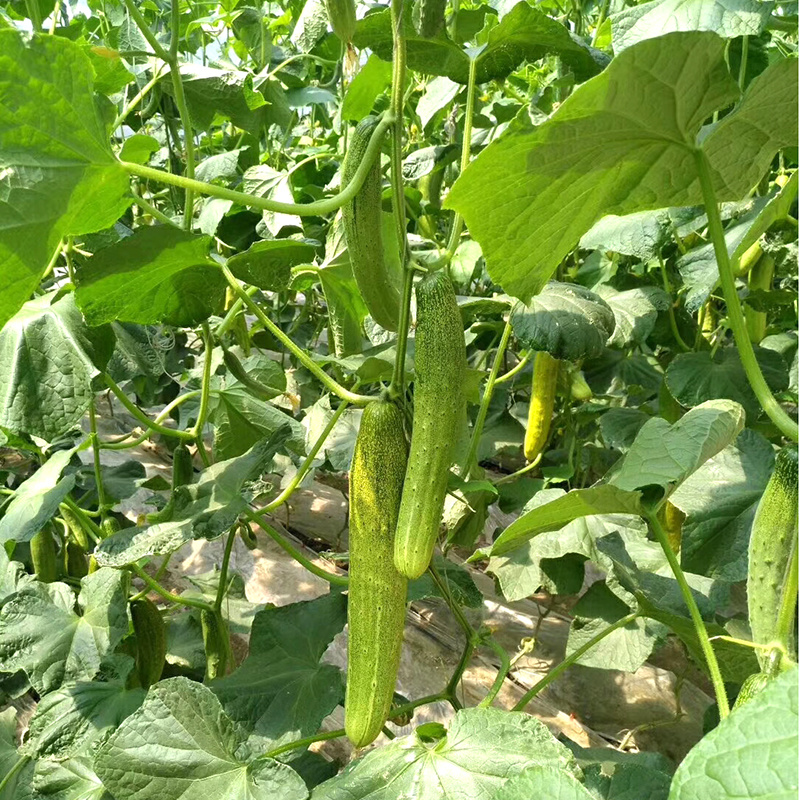 中科茂华黄瓜种子茂华八号旱黄瓜种子无苦味全雌系节节有瓜