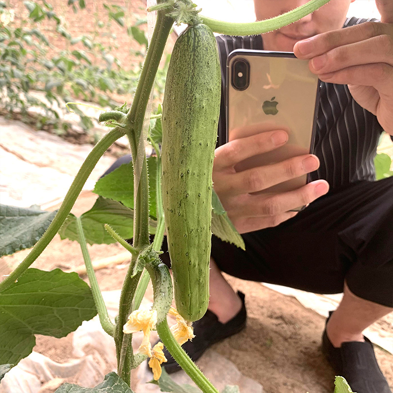 中科茂华黄瓜种子茂华二号旱黄瓜种子无苦味全雌系品质高