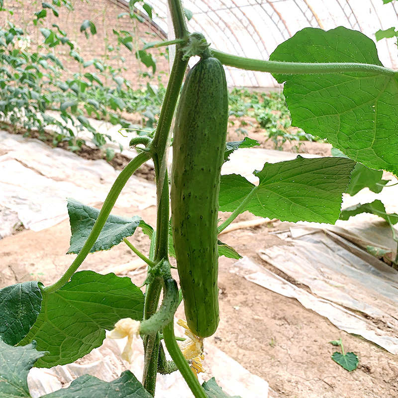 中科茂华黄瓜种子茂华三号旱黄瓜种子节节有瓜易管理高产