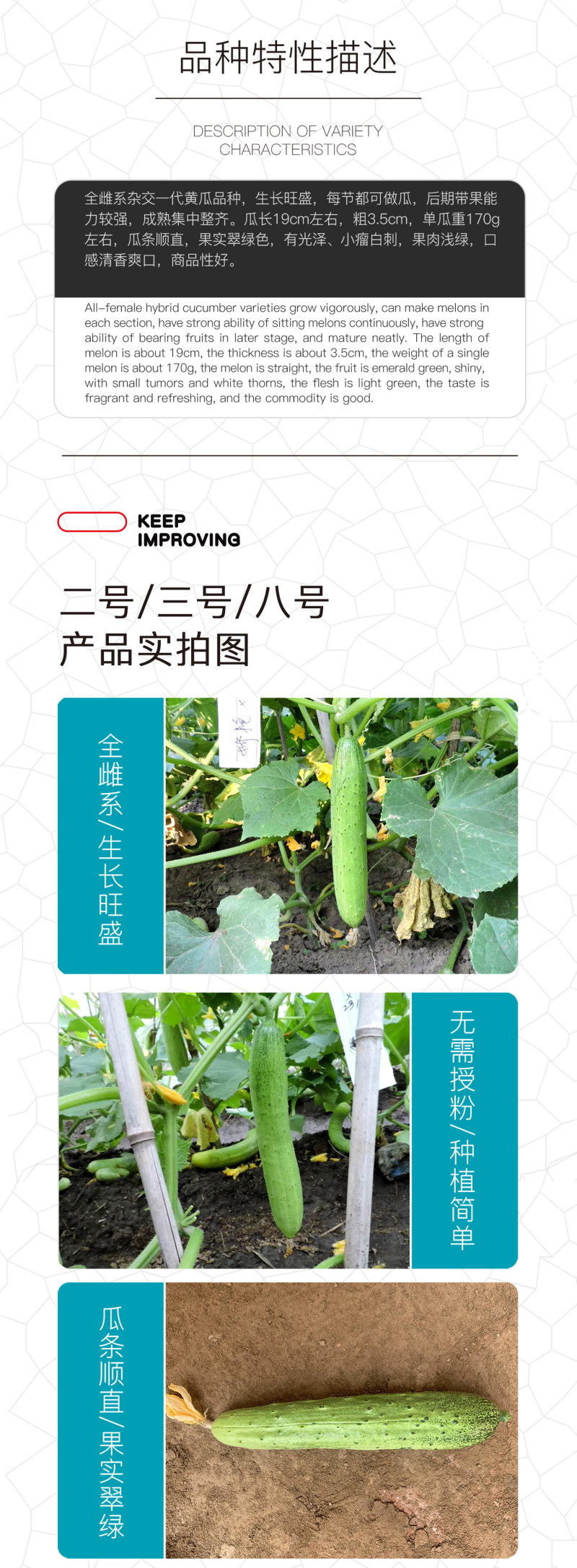 中科茂华黄瓜种子茂华三号旱黄瓜种子节节有瓜易管理高产