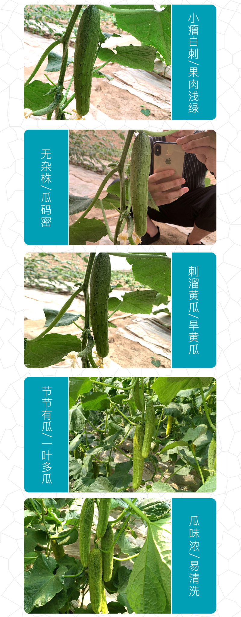中科茂华黄瓜种子茂华三号旱黄瓜种子节节有瓜易管理高产