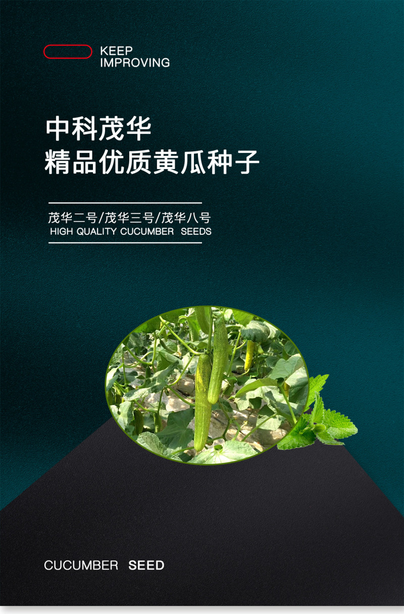 中科茂华黄瓜种子茂华二号旱黄瓜种子无苦味全雌系品质高