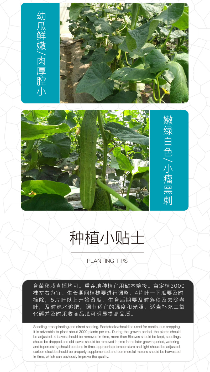 中科茂华黄瓜种子茂华二号旱黄瓜种子无苦味全雌系品质高