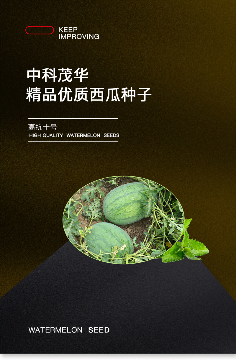 中科茂华西瓜种子抗重茬高抗十号超甜中华蜜宝免整枝打叉
