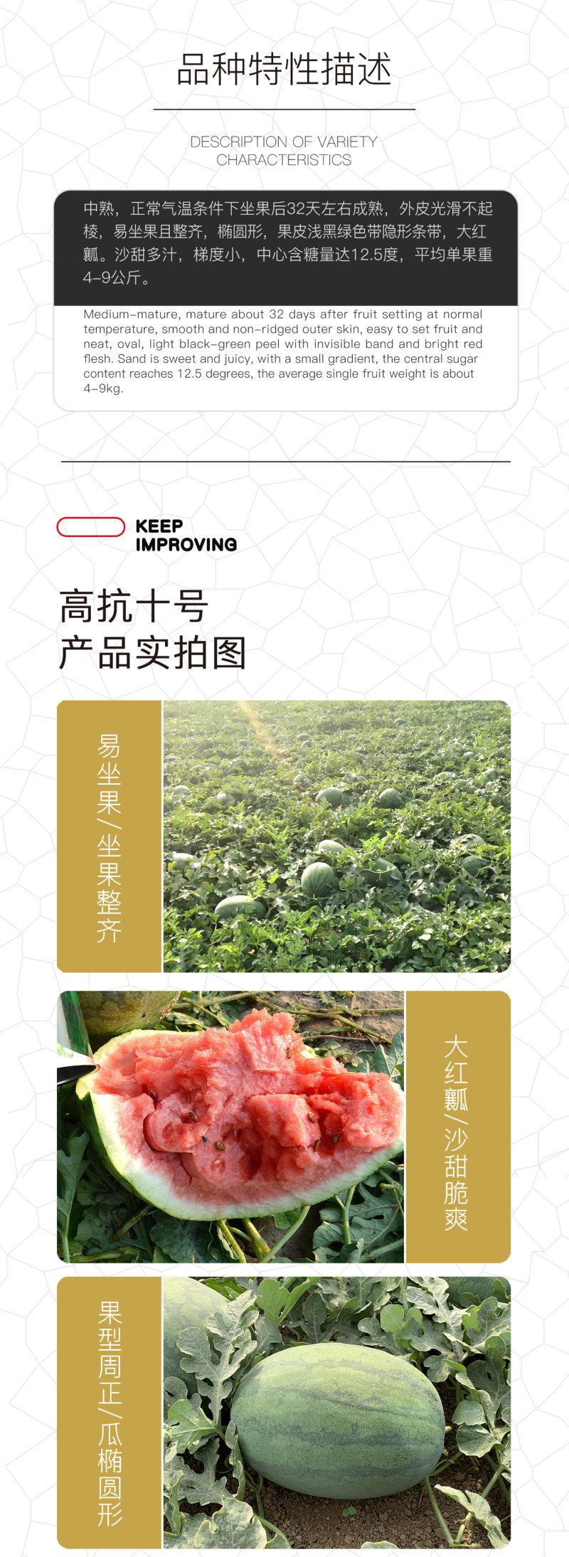 中科茂华西瓜种子抗重茬高抗十号超甜中华蜜宝免整枝打叉