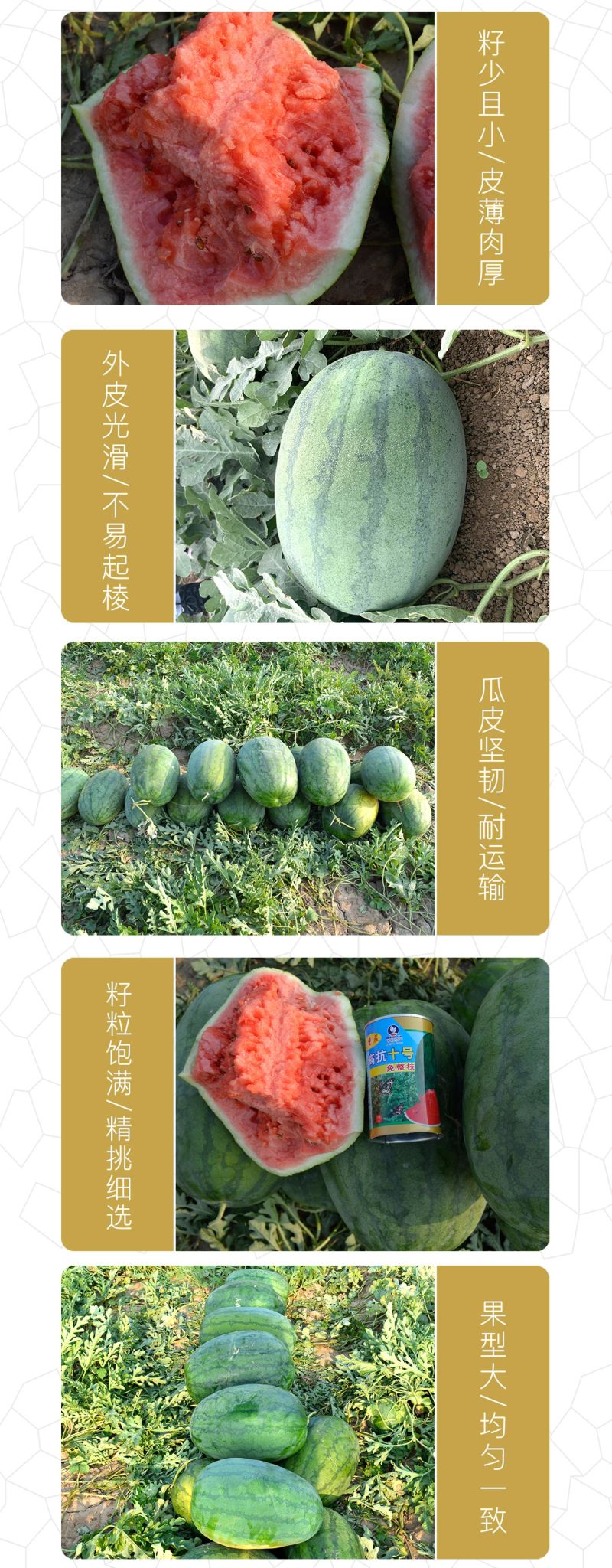 中科茂华西瓜种子抗重茬高抗十号超甜中华蜜宝免整枝打叉
