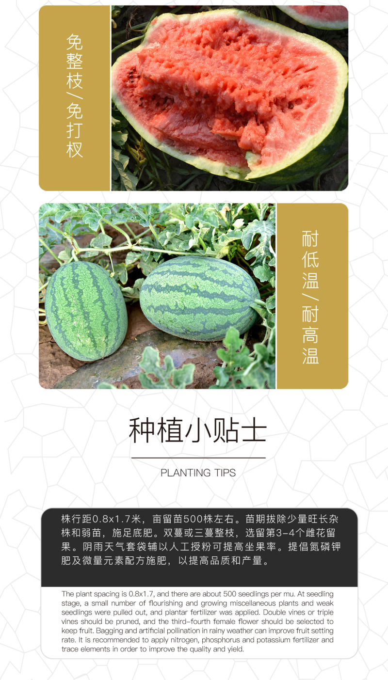 中科茂华西瓜种子抗重茬高抗十号超甜中华蜜宝免整枝打叉