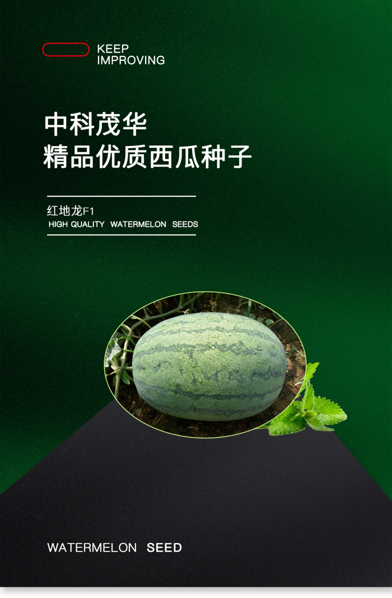 中科茂华西瓜种子抗重茬红地龙超甜中华蜜宝免整枝打叉