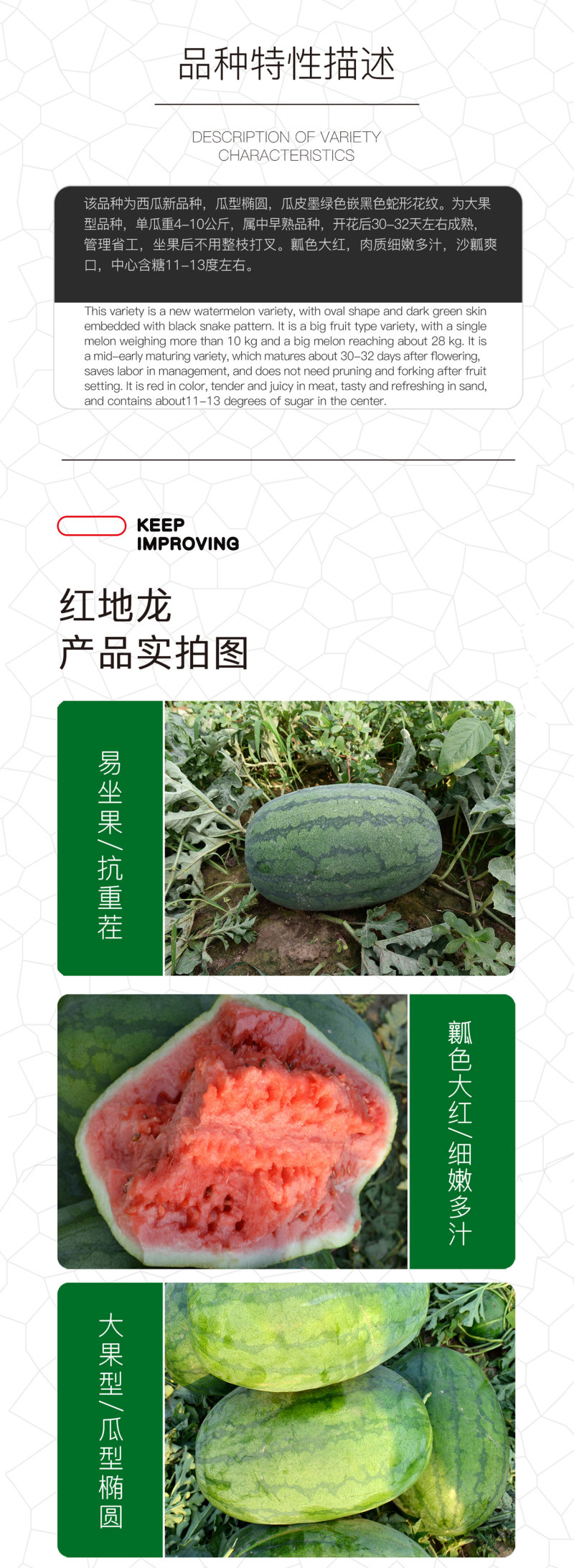 中科茂华西瓜种子抗重茬红地龙超甜中华蜜宝免整枝打叉