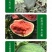 中科茂华西瓜种子抗重茬红地龙超甜中华蜜宝免整枝打叉