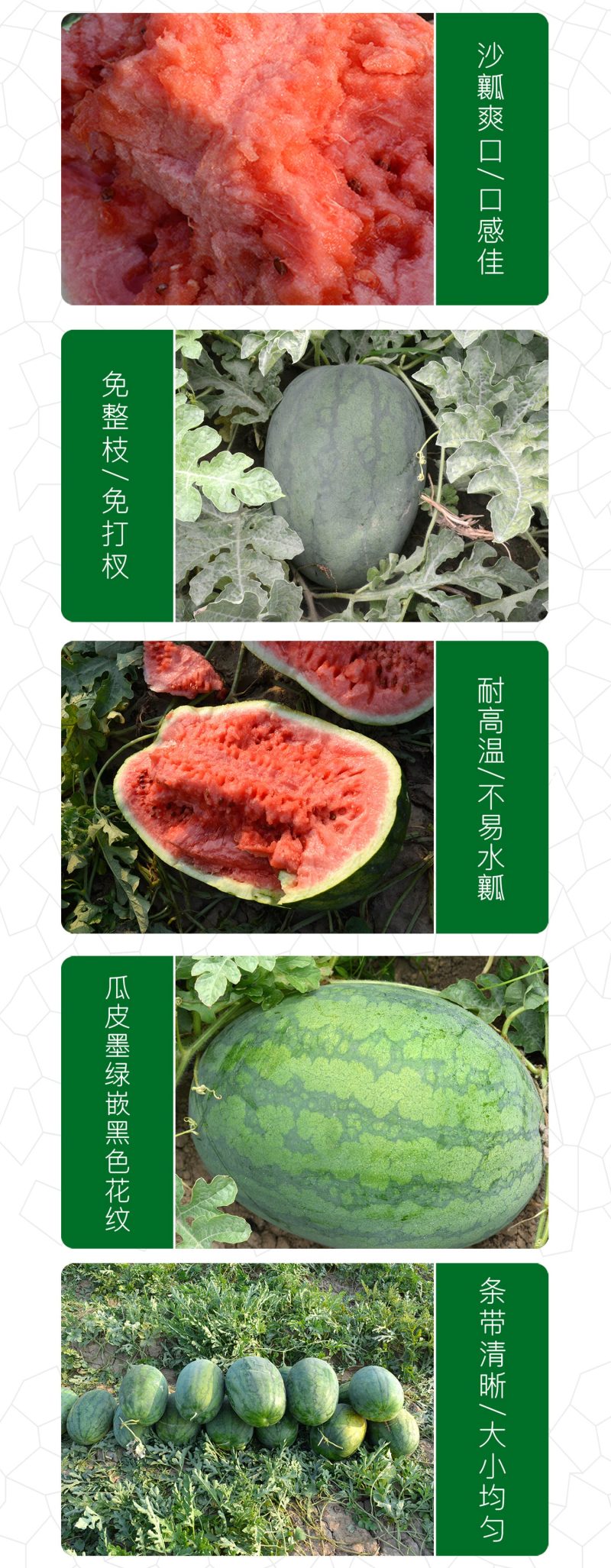 中科茂华西瓜种子抗重茬红地龙超甜中华蜜宝免整枝打叉