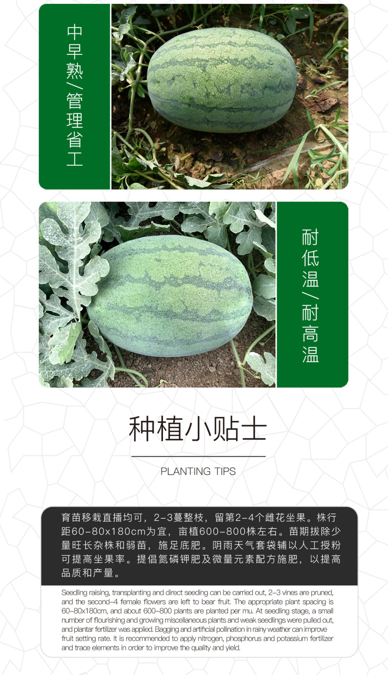 中科茂华西瓜种子抗重茬红地龙超甜中华蜜宝免整枝打叉