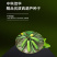 中科茂华蔬菜种子中科绿盛西葫芦种子耐热抗病毒高亮度早熟