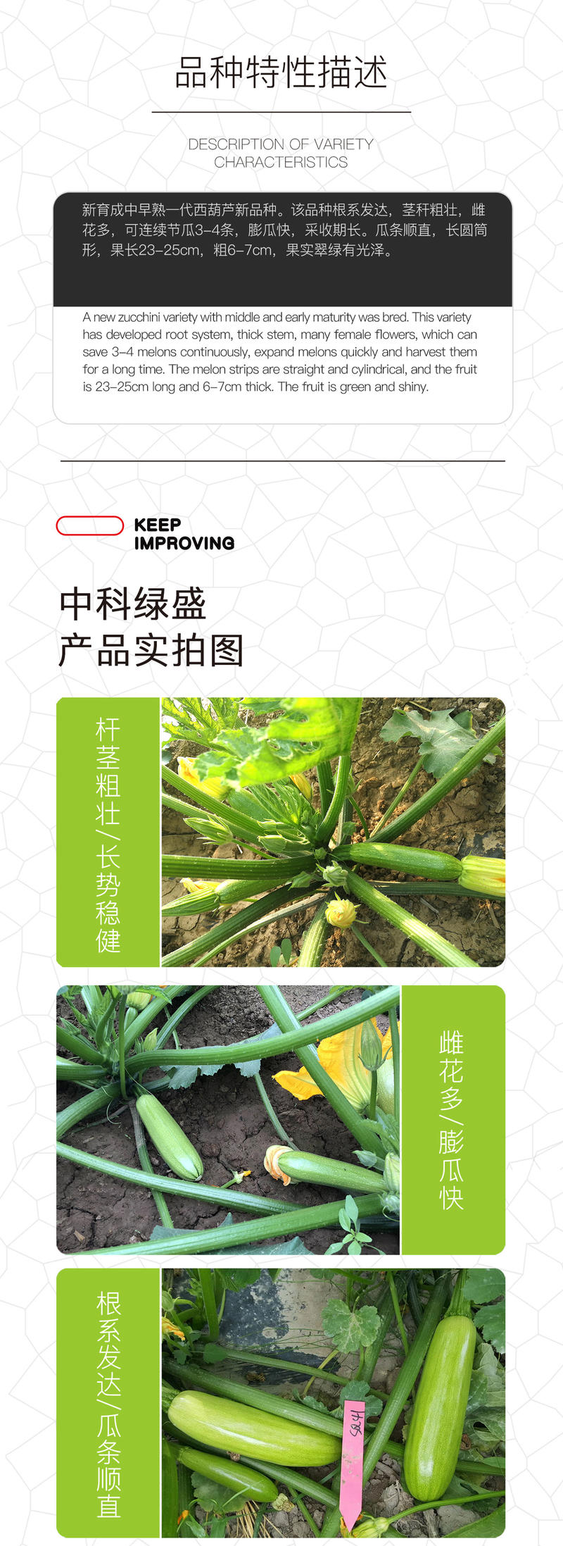 中科茂华蔬菜种子中科绿盛西葫芦种子耐热抗病毒高亮度早熟