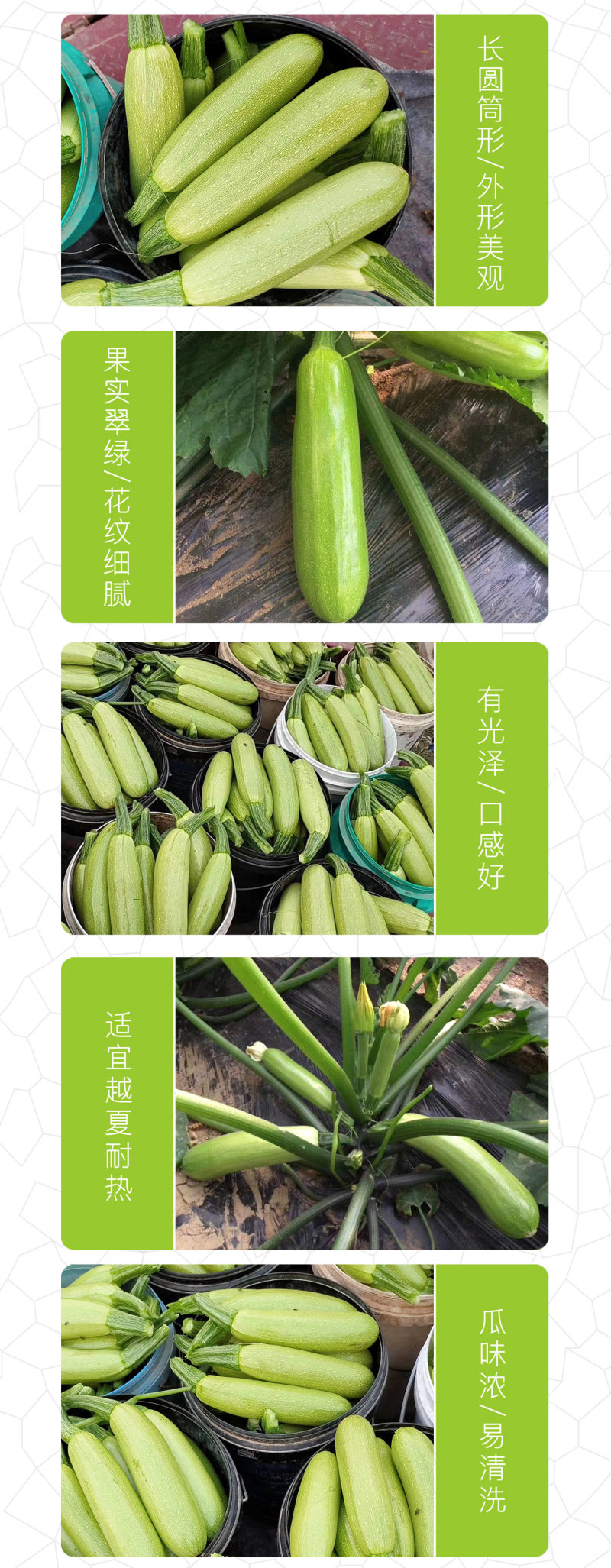 中科茂华蔬菜种子中科绿盛西葫芦种子耐热抗病毒高亮度早熟